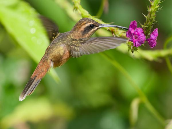 <h3><a href="/trips/costa-rica/biota/animalia/chordata/aves/033 apodiformes/004 trochilidae/phaethornis striigularis/phaethornis striigularis-nl.html">Phaethornis&nbsp;striigularis</a> / Stripe‑throated&nbsp;hermit / Kleine&nbsp;streepkeelheremietkolibrie</h3>OM-1 Mark II met OLYMPUS M.150-400mm F4.5 TC, 1/2000 sec  bij F5.6, ISO 1000, afstand 3.31&nbsp;m